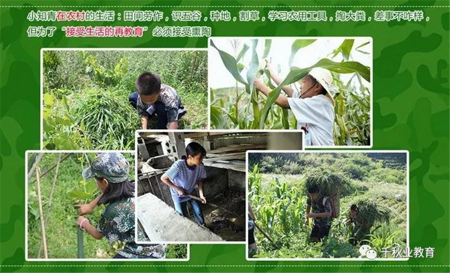 广州军事夏令营十大排名-小知青下乡夏令营-