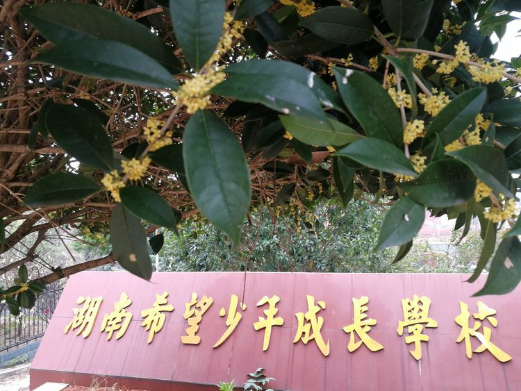 湖南全封闭戒网瘾叛逆学校10大排名 湖南全封闭戒网瘾叛逆学校10大排名