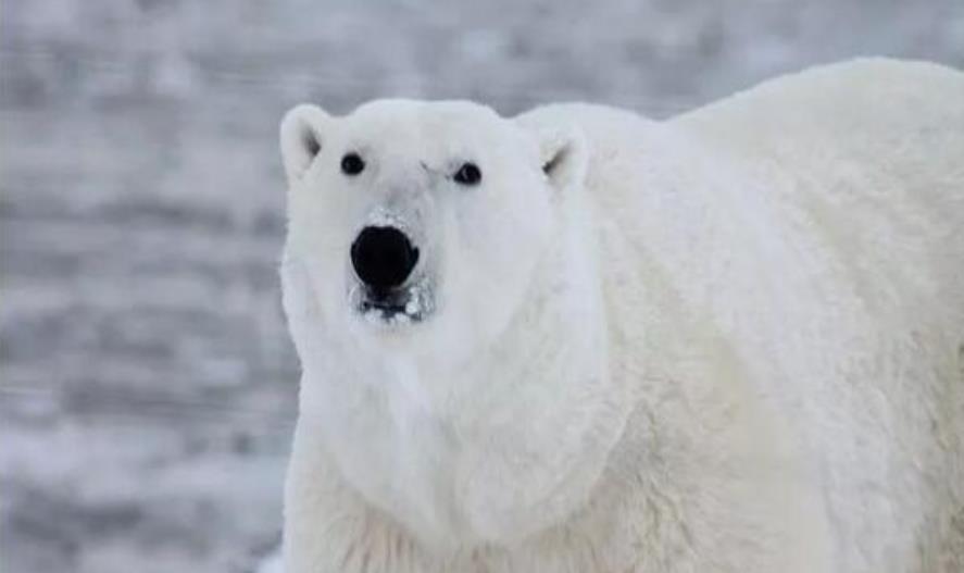 加拿大多伦多大学留学2022招生简介一览