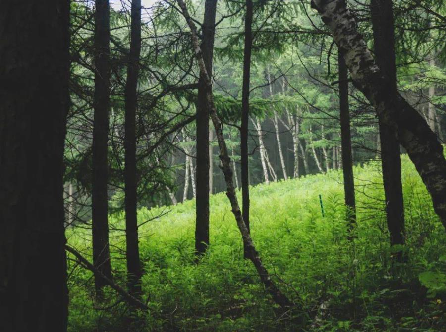 国内游学夏令营排名榜一览 国内游学夏令营排名榜一览