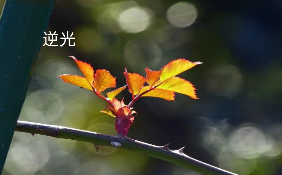 光线对摄影有哪些影响.jpg 光线对摄影有哪些影响.jpg