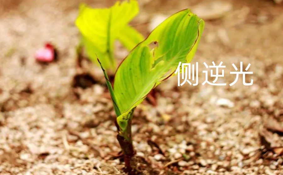 光线对摄影有哪些影响.jpg 光线对摄影有哪些影响.jpg