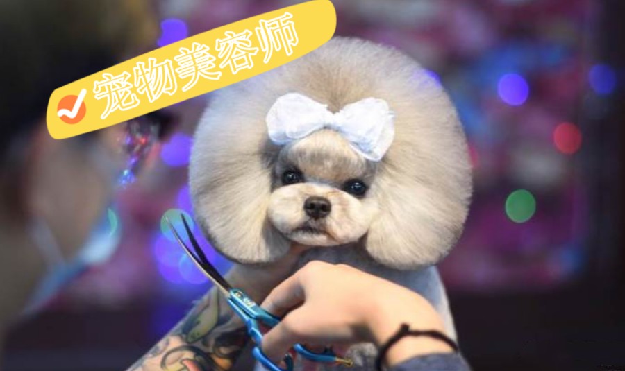 宠物C级美容师.jpg