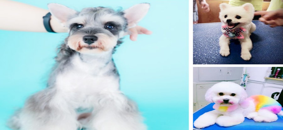 北京三大宠物美容师培训机构排名公布.jpg 北京三大宠物美容师培训机构排名公布.jpg