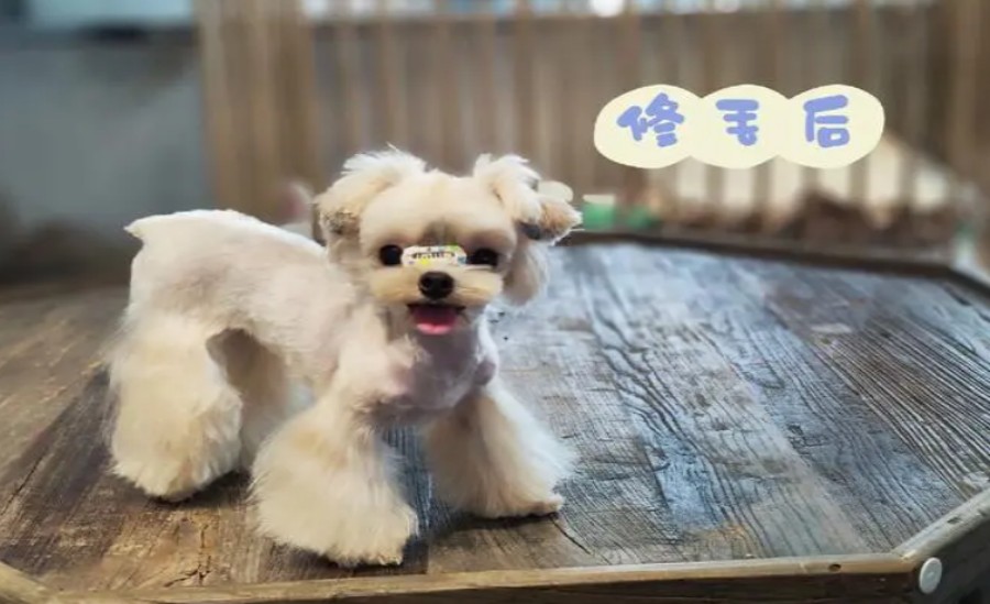 北京宠物美容师技能培训辅导班五大排名揭秘.jpg