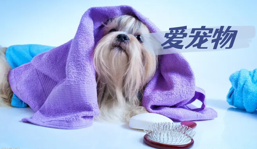 北京宠物美容师技能培训辅导班五大排名揭秘jpg