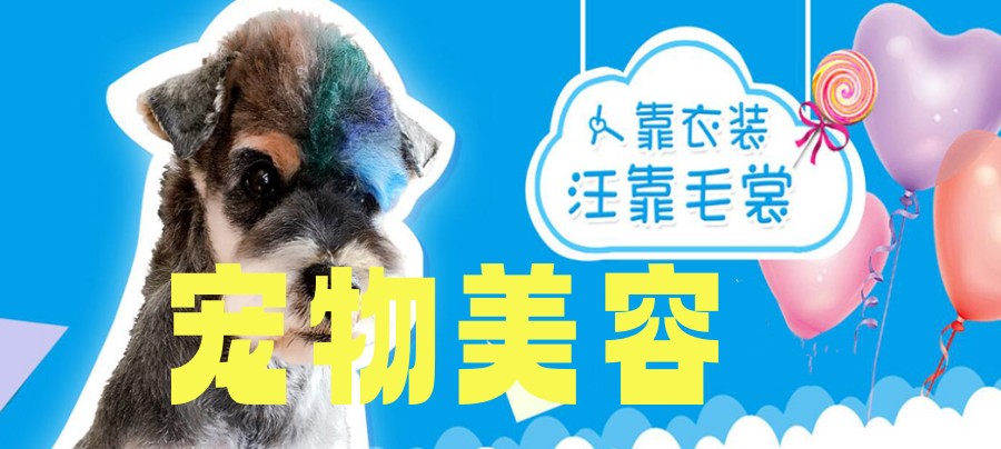 北京业内口碑比较好的宠物美容培训机构top3排名整理.jpg