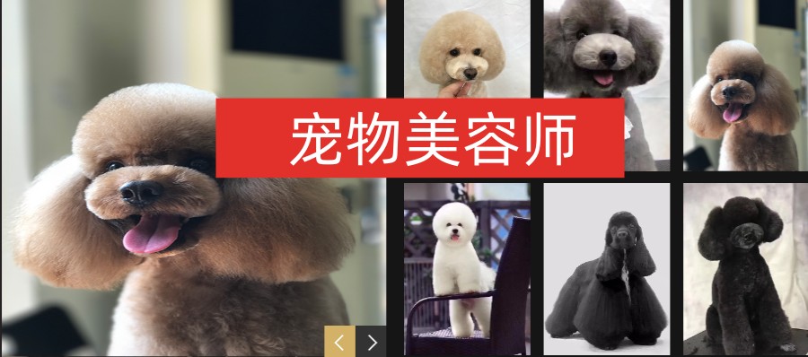 北京排名靠前的宠物美容师考证报考中心名单一览.jpg 北京排名靠前的宠物美容师考证报考中心名单一览.jpg