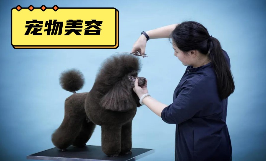 北京比较好的宠物美容技术培训学校五大排名.jpg 北京比较好的宠物美容技术培训学校五大排名.jpg