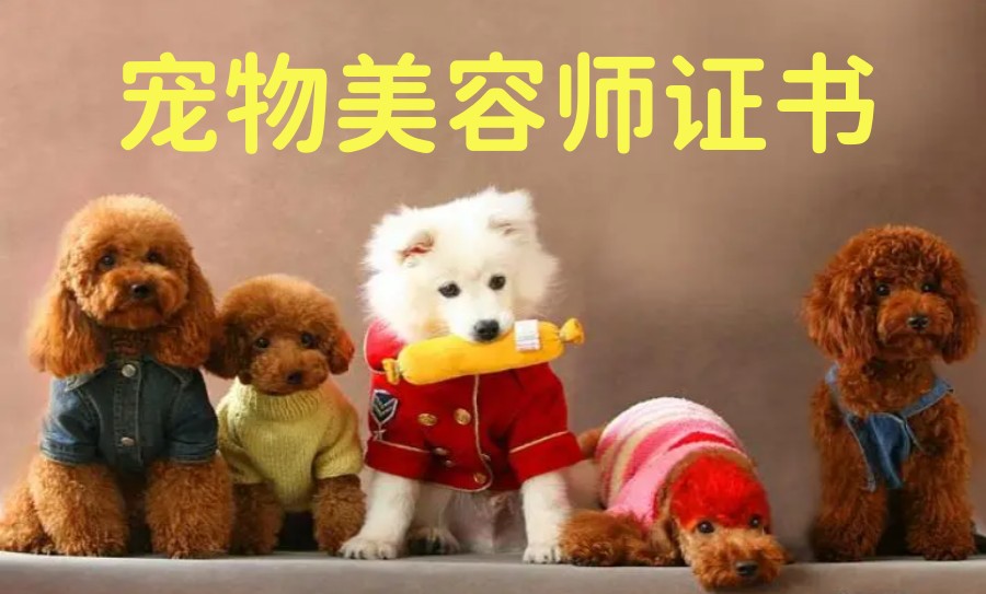 天津排名前5的宠物美容师培训学校名单大盘点.jpg