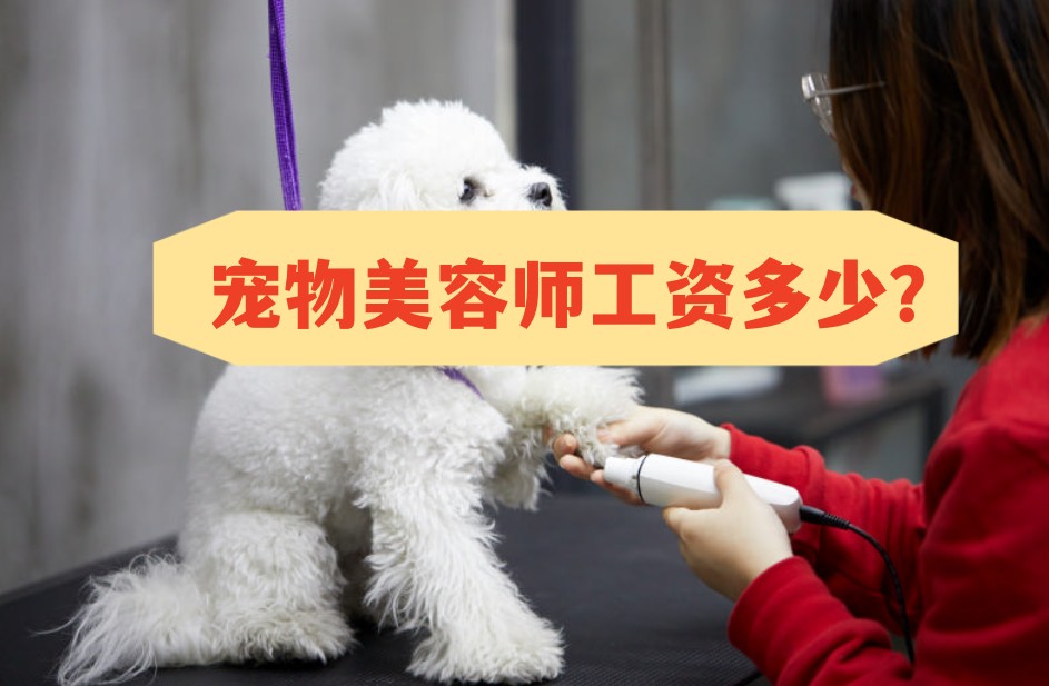 北京宠物美容师月工资能拿多少.jpg 北京宠物美容师月工资能拿多少.jpg