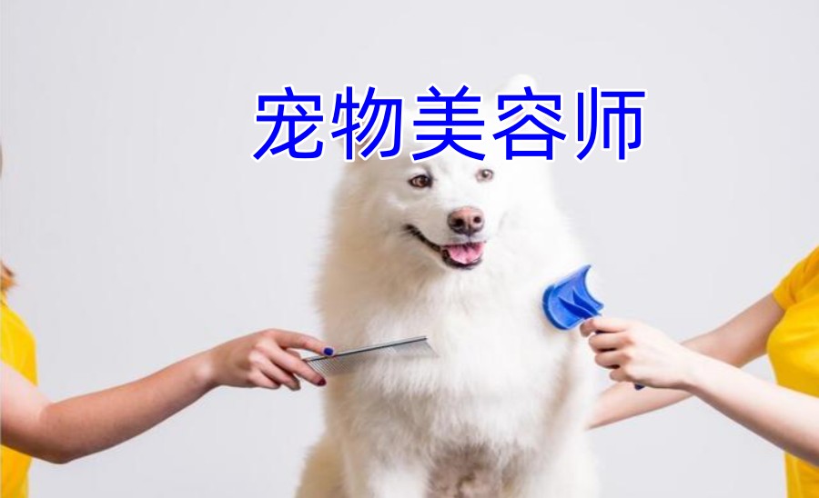 五大北京宠物猫狗美容护理技能学习培训学校排名公布.jpg 五大北京宠物猫狗美容护理技能学习培训学校排名公布.jpg