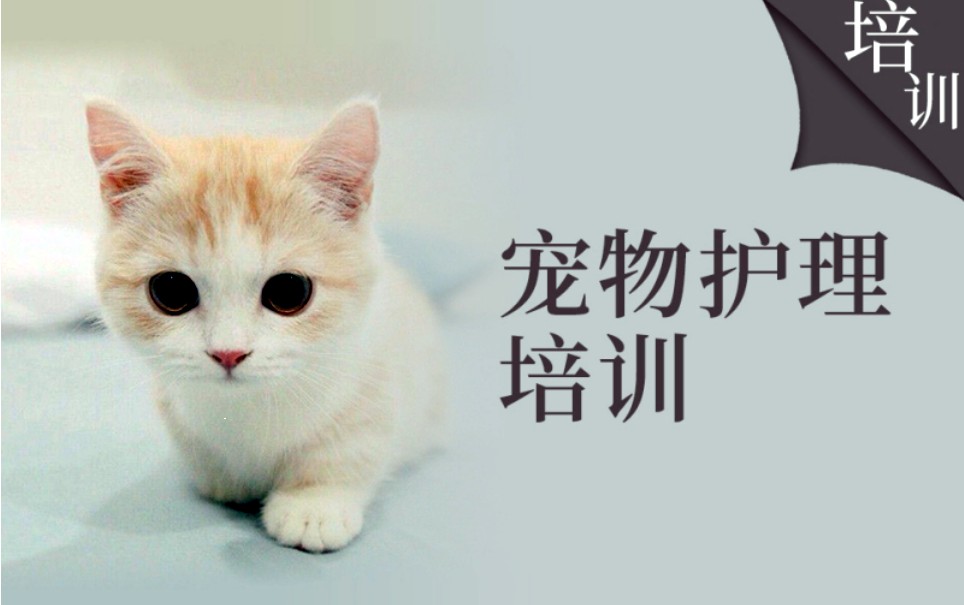 五大北京宠物猫狗美容护理技能学习培训学校排名公布.jpg 五大北京宠物猫狗美容护理技能学习培训学校排名公布.jpg