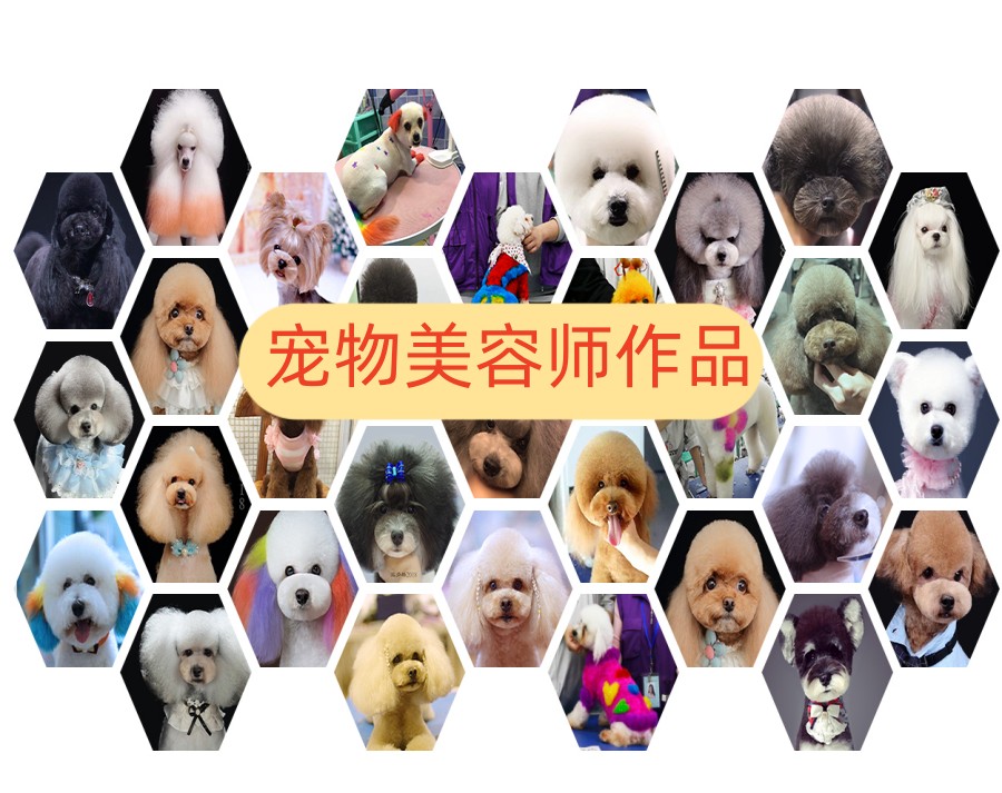 北京宠物美容师辅导学习中心排名TOP5名单介绍.jpg 北京宠物美容师辅导学习中心排名TOP5名单介绍.jpg