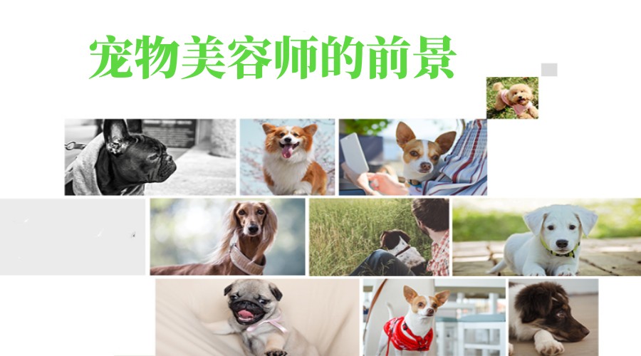 河北学宠物美容技术甄选机构排名前5名单简介.jpg 河北学宠物美容技术甄选机构排名前5名单简介.jpg