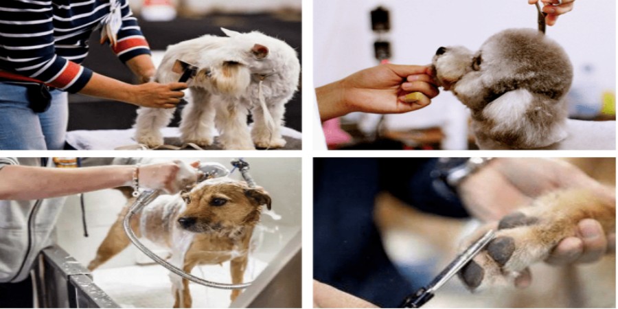 北京正规宠物美容培训学校推荐.jpg 北京正规宠物美容培训学校推荐.jpg