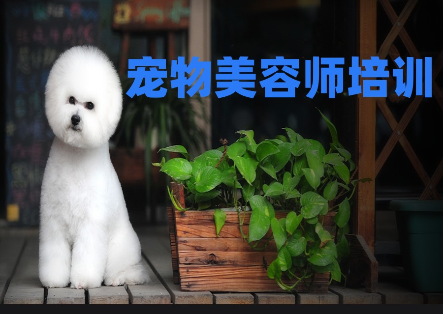 北京宠物美容师十大培训班排名整理.jpg 北京宠物美容师十大培训班排名整理.jpg