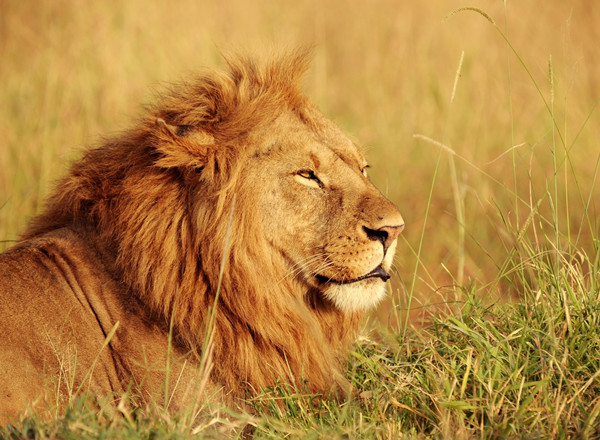 1715319744178031243.jpg 肯尼亚1.jpg